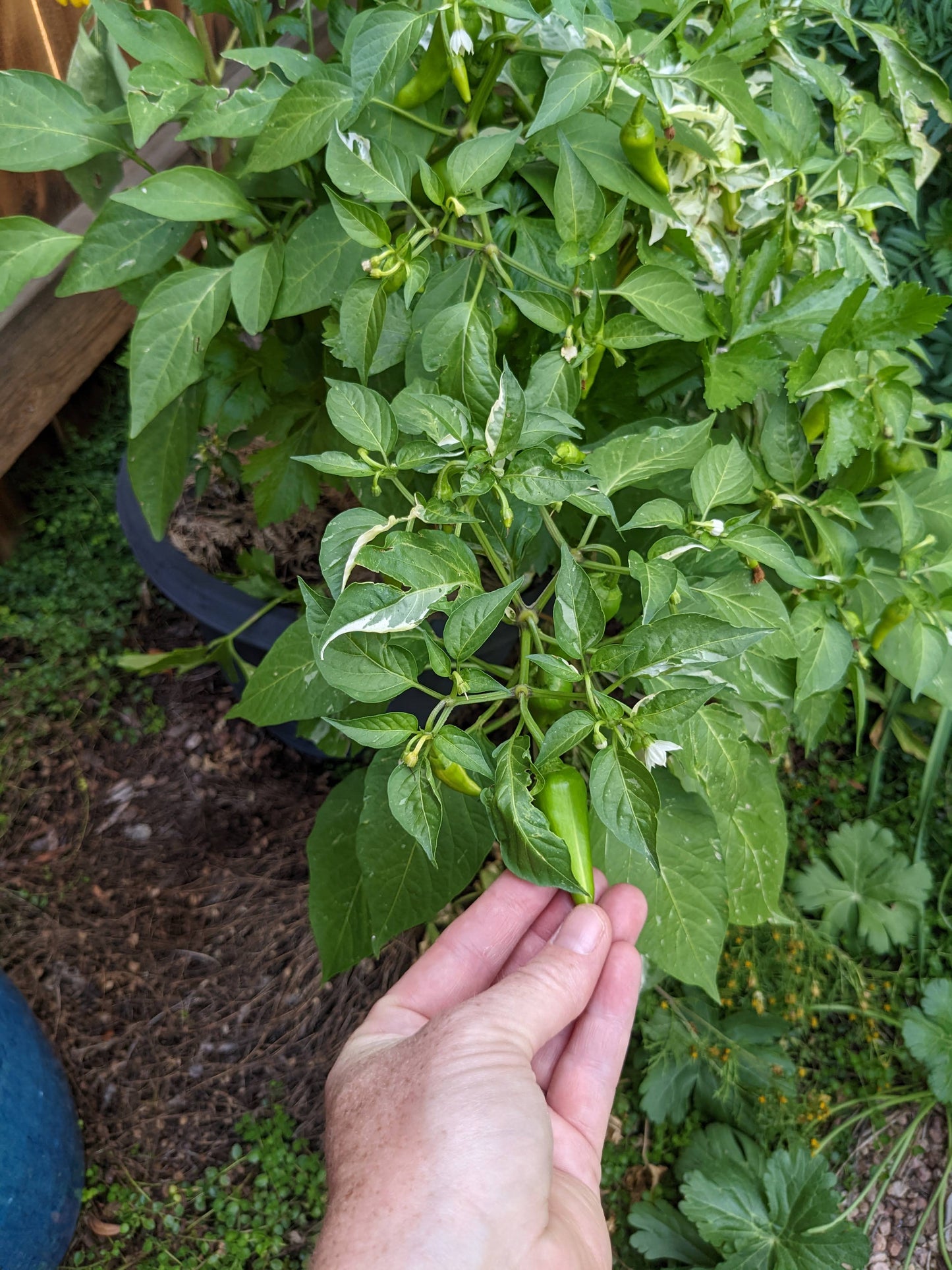 Fish Pepper Seeds grow into bushy variegated plants