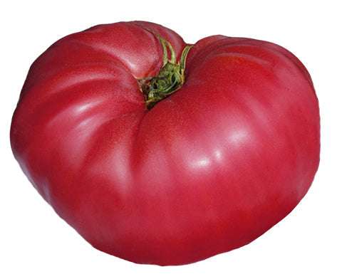 Pruden's Purple heirloom tomato with dark pink skin and ribbed shoulders, known for its sweet taste and meaty texture.