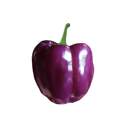 Purple Beauty Bell Seeds - Sweet Pepper - Fun to Grow