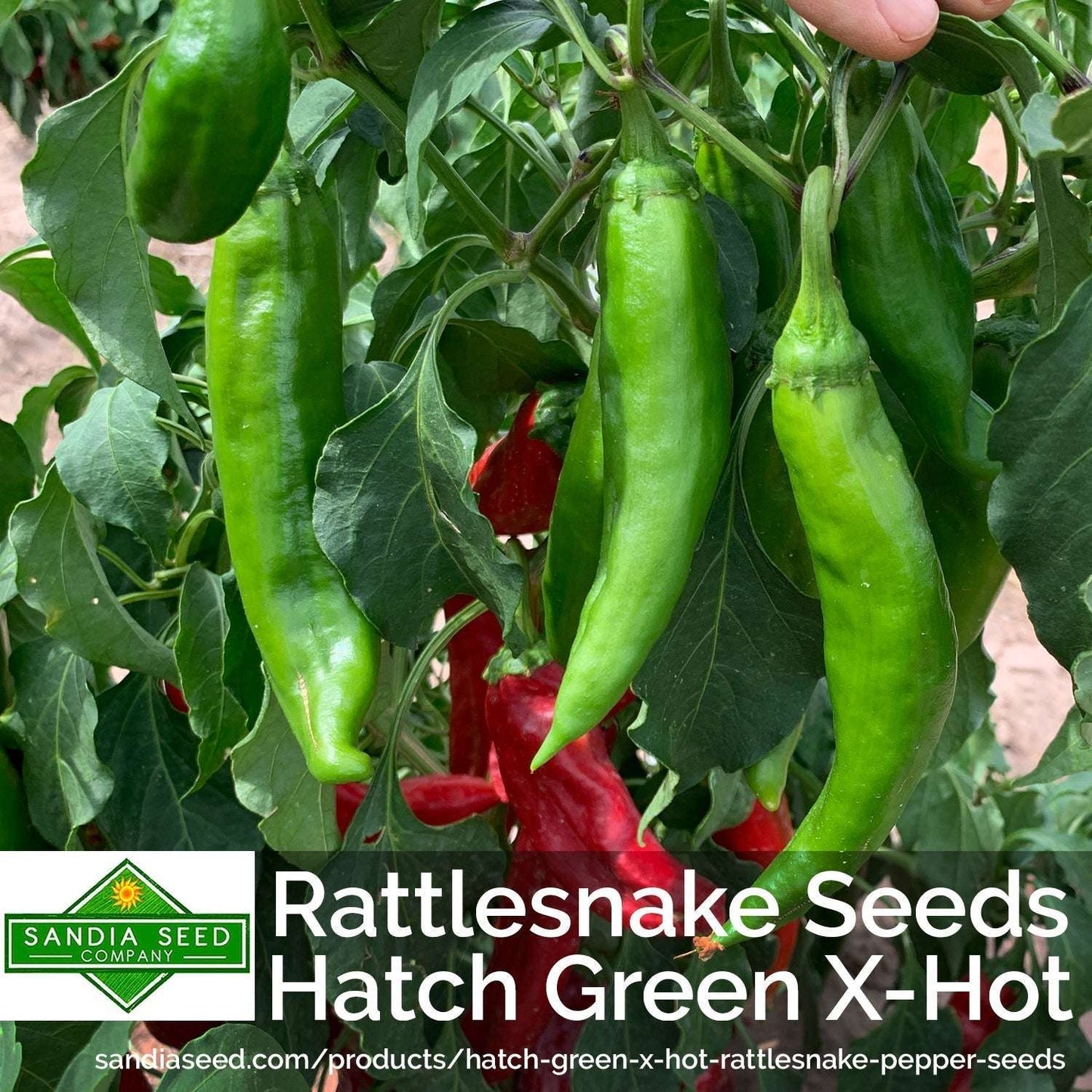 Rattlesnake Hatch Green X Hot Chile pods growing on plant, showcasing the bulk seed variety for home gardens or commercial farms.