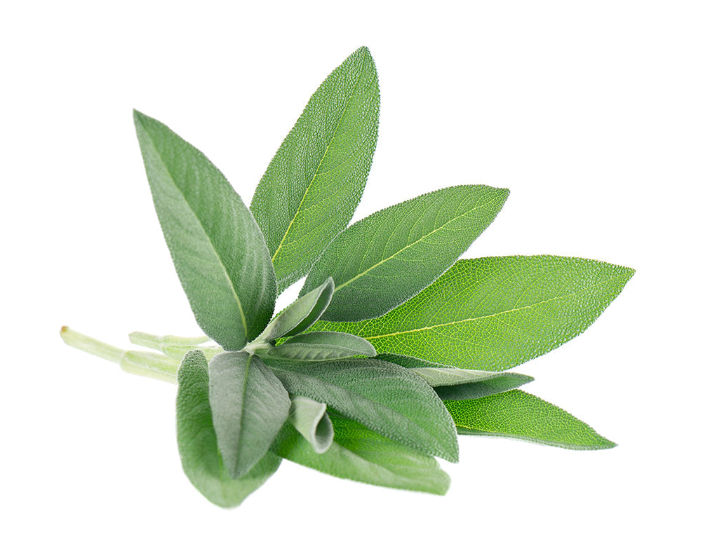 Fresh garden sage leaves with gray-green color, perfect for planting from Sage Seeds for aromatic culinary flavor in home gardens.