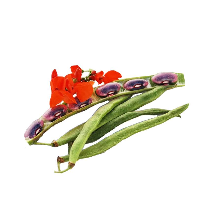 Close-up of Scarlet Runner Bean pods with red flowers and purple beans, highlighting their edible and decorative qualities.