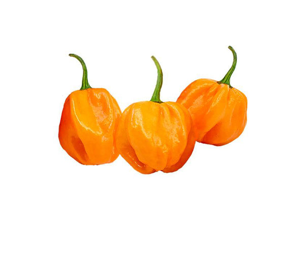 plant scotch bonnet pepper seeds Scotch Bonnet Pepper Seeds - Hot Orange Scotch Seeds