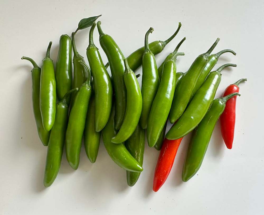 Serrano Tampiqueño Seeds - Heirloom with Unique Hot Flavor