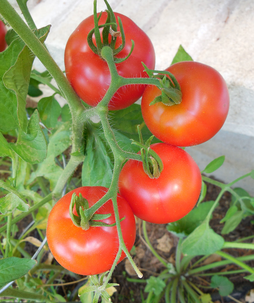 Cluster of ripe Stupice tomatoes on the vine with potato leaf foliage, highlighting the heirloom variety's productivity and sweet-tangy flavor.
