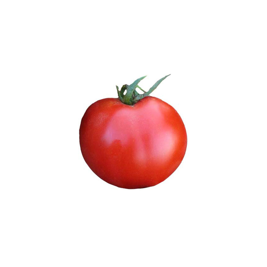 Single ripe Stupice tomato with smooth red skin, showcasing the heirloom variety's tangy-sweet flavor. Ideal for home garden seed buyers.
