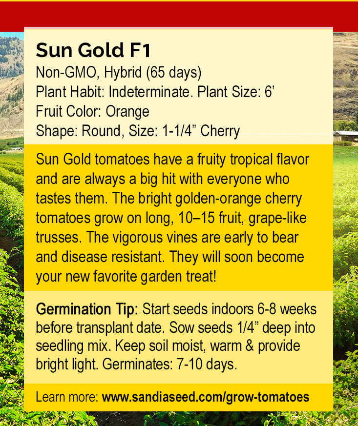 Sun Gold F1 Tomato Seeds growing guide with planting tips, fruit description, and germination instructions for home gardeners.