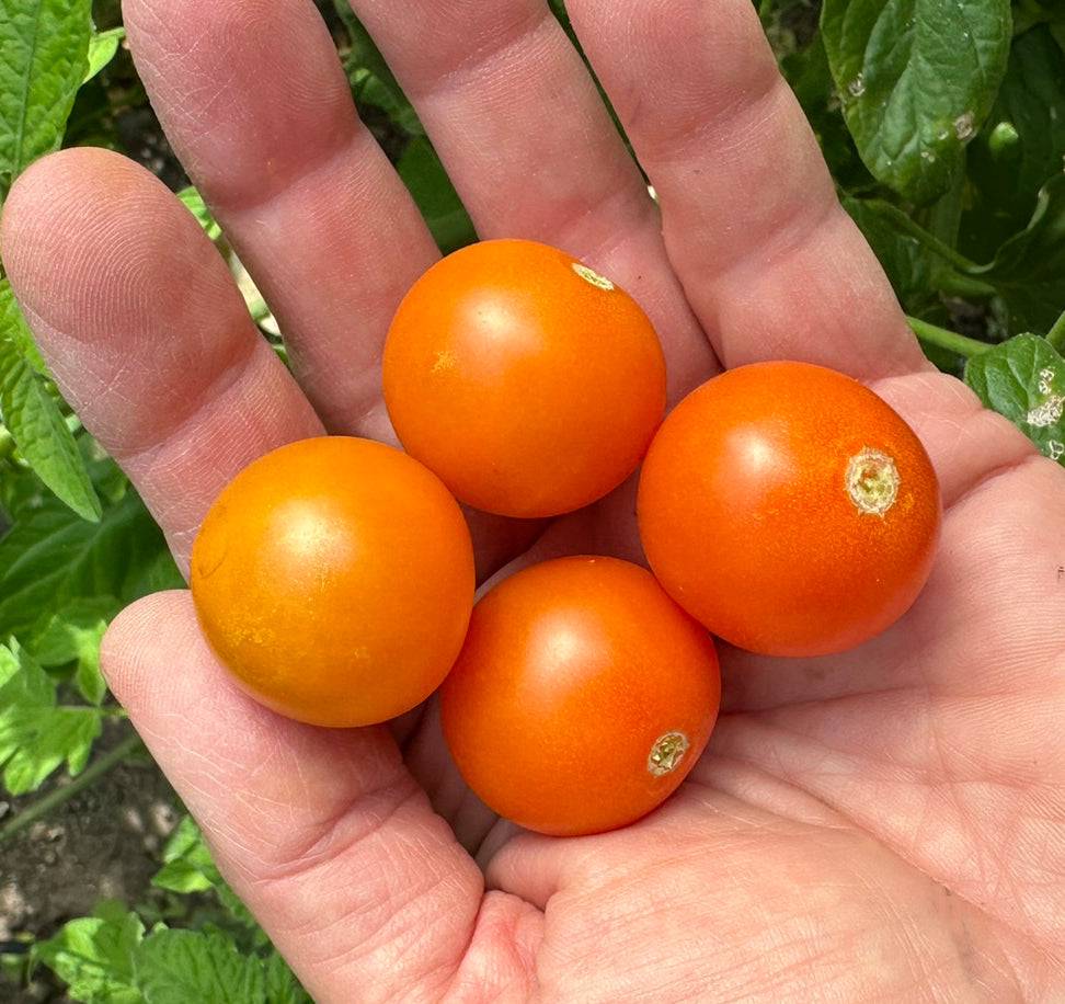 Four ripe Sun Gold F1 cherry tomatoes in a hand, highlighting their smooth, golden orange skin and juicy texture.
