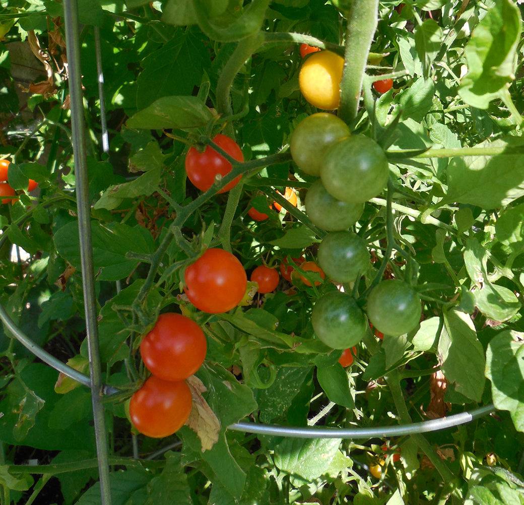 Sun Gold F1 cherry tomato plant in a garden cage, showing clusters of ripening tomatoes in green, orange, and red hues.