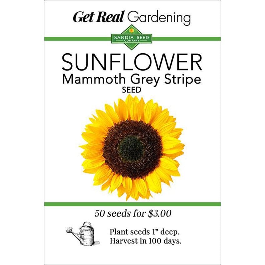 Sunflower - Mammoth Grey Stripe Seeds - Huge Flowers and Tall Plants