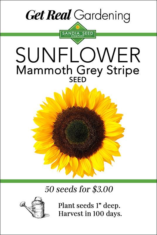 Sunflower Mammoth Grey Stripe seed packet with 50 seeds. Tall, vibrant blooms ideal for summer gardens, harvest in 100 days.