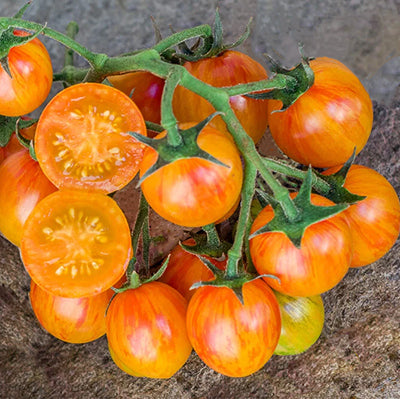 Cluster of Sunrise Bumble Bee cherry tomatoes, whole and halved, showcasing their vibrant striped skin and juicy interior for salads or snacking.