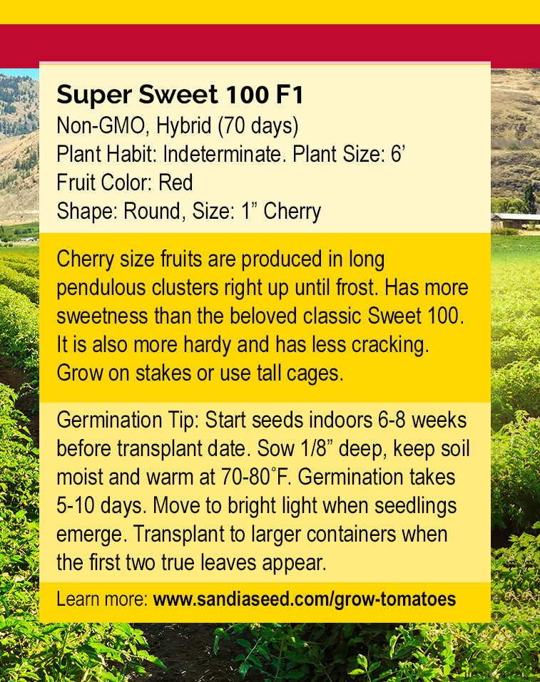 Back of Super Sweet 100 F1 tomato seed packet with growing tips, plant details, and germination instructions for home gardeners.