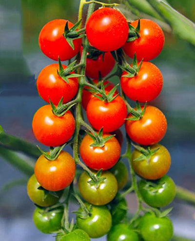 Ripening Super Sweet 100 cherry tomatoes on the vine, transitioning from green to red, ideal for high-yield home garden harvests.