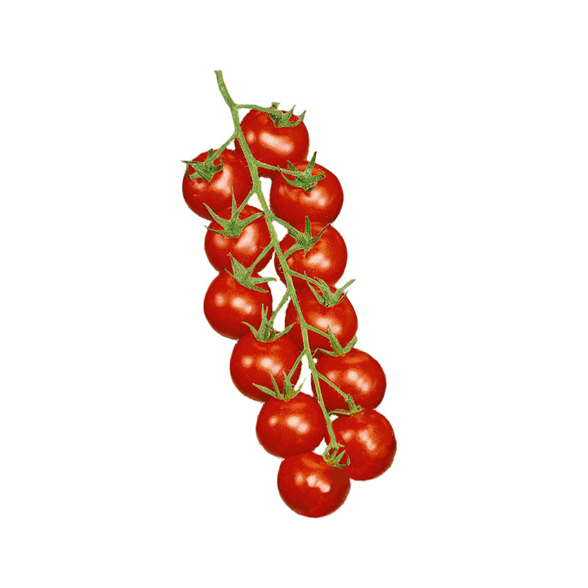 Cluster of ripe Super Sweet 100 cherry tomatoes on the vine, showcasing high yield and vibrant red color for home gardening.