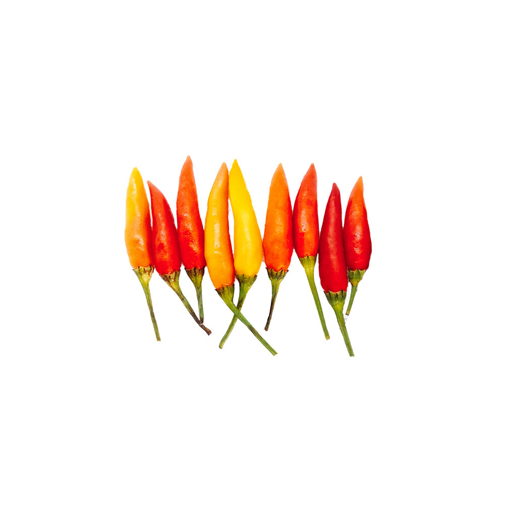 Tabasco Pepper Seeds - Heirloom - Easy Growth & Very Hot; colorful ripe peppers in red, orange, and yellow ideal for home chefs and hot sauce making.