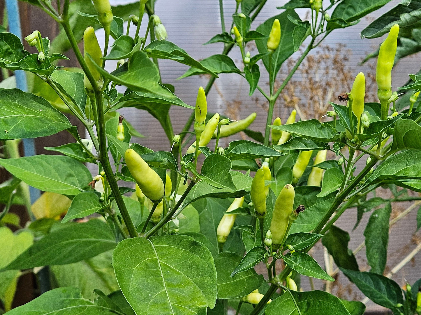 Tabasco Pepper Seeds - Heirloom - Easy Growth & Very Hot; green Tabasco pepper pods growing on lush plants, ideal for spicy homegrown harvests.