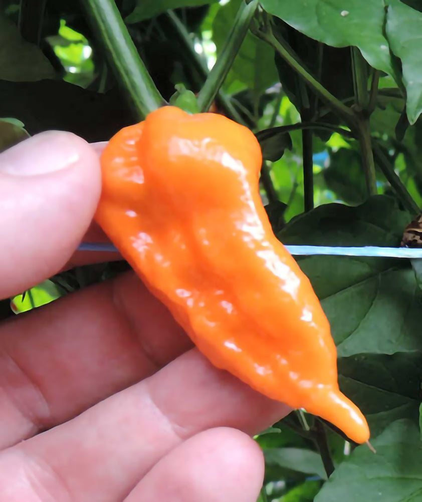 Tasmanian Ghost Pepper Seeds - Orange Bhut Jolokia - Extreme Heat!