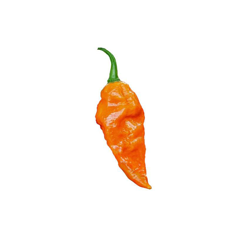 Orange Tasmanian ghost chili pepper with green stem on a white background