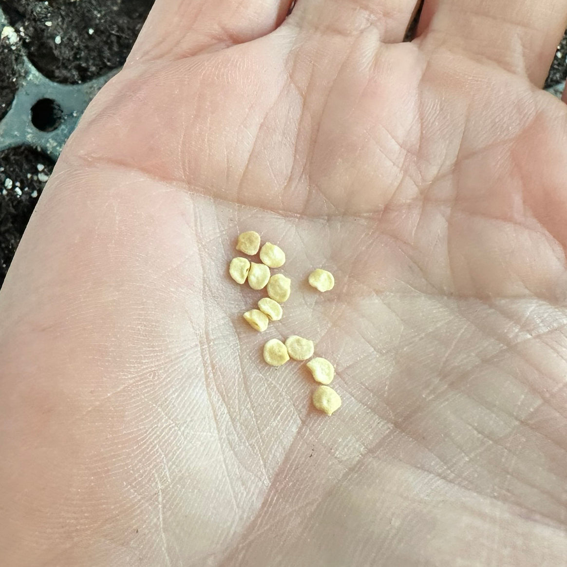 Small Tepin pepper seeds in hand before planting into seedling mix indoors.