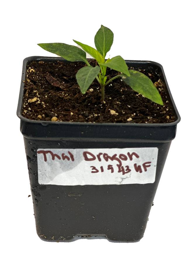 Young Thai Dragon F1 pepper seedling in a black nursery pot, showing early growth stage of this easy-to-grow hot pepper variety.