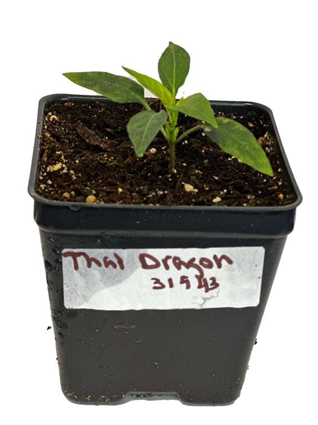 Thai Dragon F1 Pepper Seeds - Hot Peppers - Easy to Grow