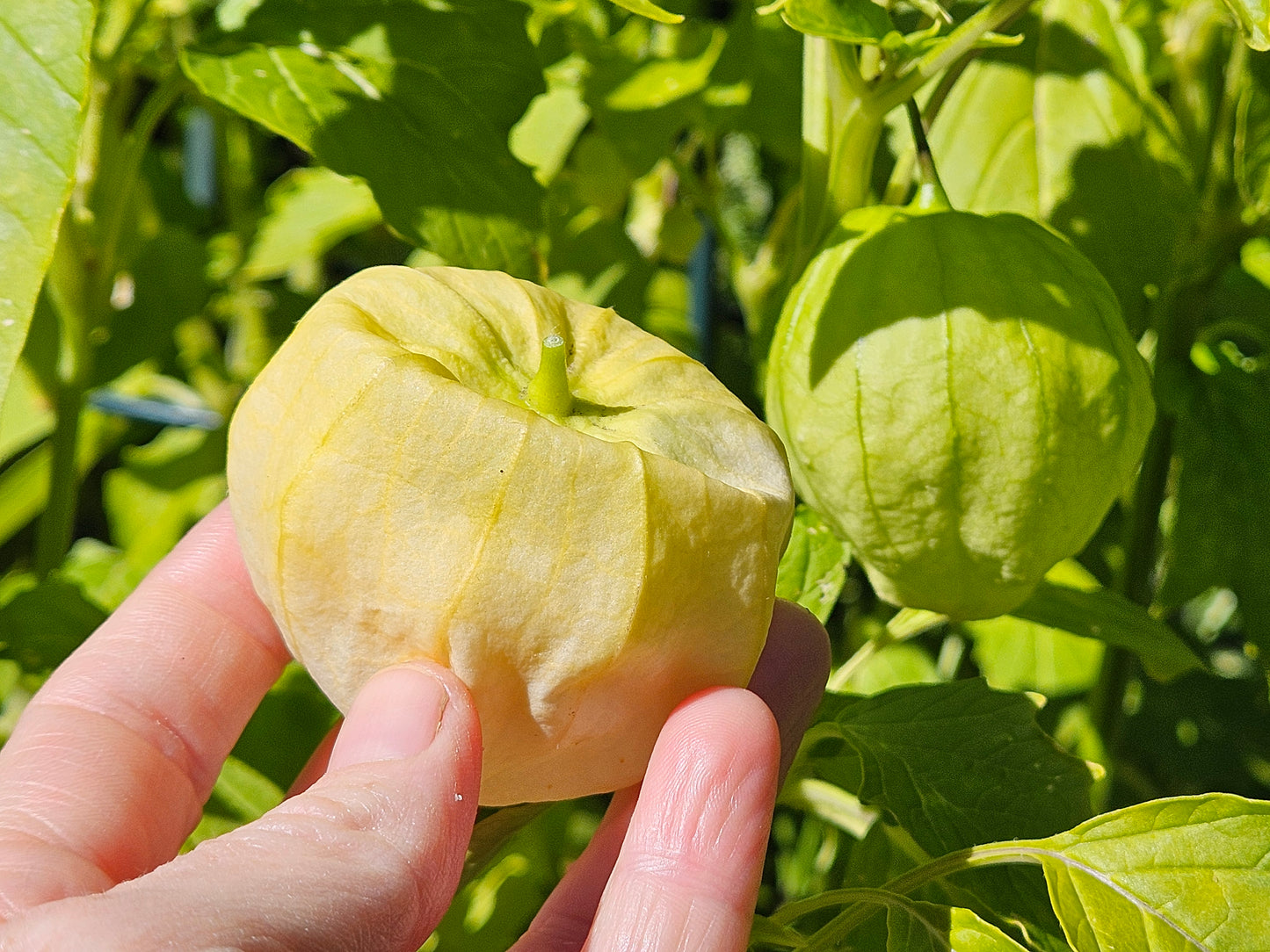 Tomatillo Seeds - Harvesting Tomatillos