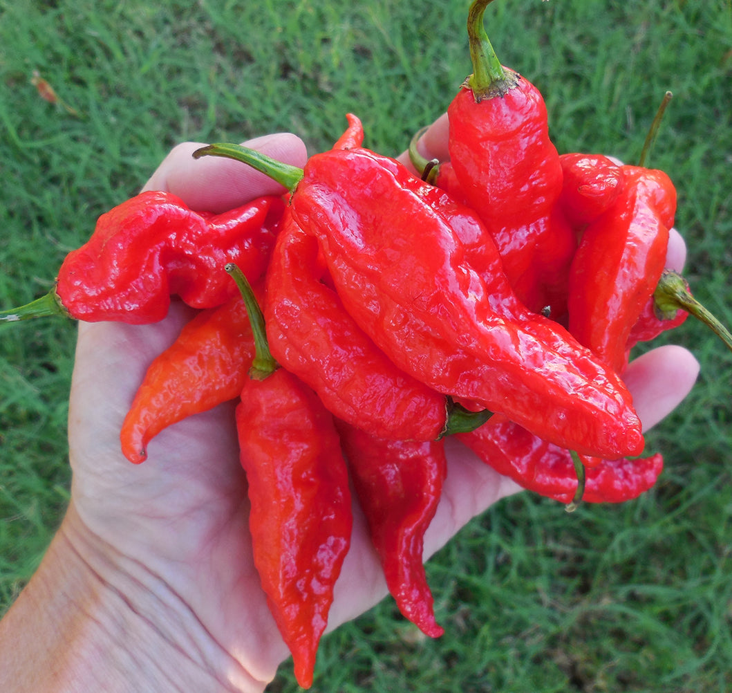 Hand holding a fresh harvest of ripe red Tombstone Ghost Peppers, known for their extreme heat and vibrant color in spicy gardens.
