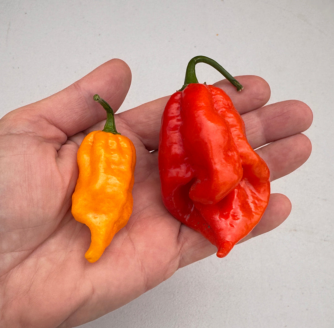 Hand holding orange Tasmanian Ghost pepper and red Tombstone Ghost pepper.