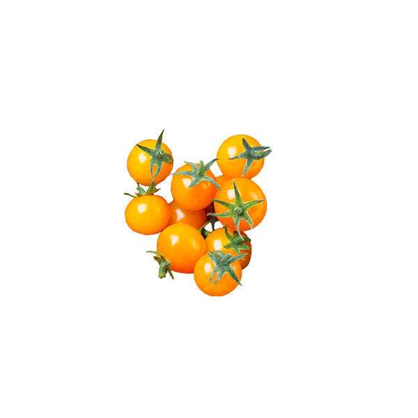 Tumbling Tom Yellow Tomato Seeds produce small, vibrant yellow cherry tomatoes ideal for hanging baskets and compact garden spaces.