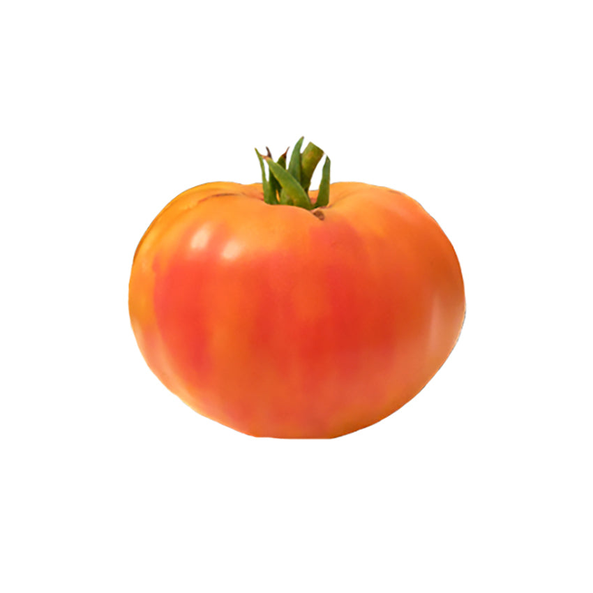 Virginia Sweets heirloom tomato with yellow-red bi-color skin, known for its sweet flavor and large 1-2 lb. fruit. Ideal for home garden harvests.