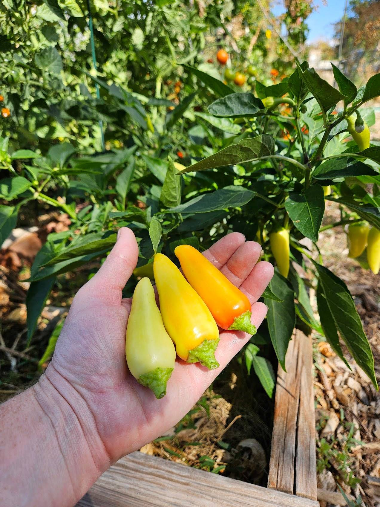 Ripening Jalapeño Jaloro peppers in hand, showing color stages from pale yellow to orange on a healthy garden plant.