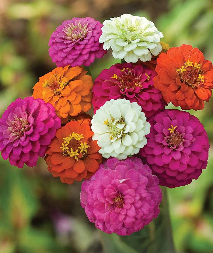 Bouquet of Zinnia - Cut and Come Again flowers in vivid hues including white, orange, and magenta, perfect for cutting gardens and pollinator support.