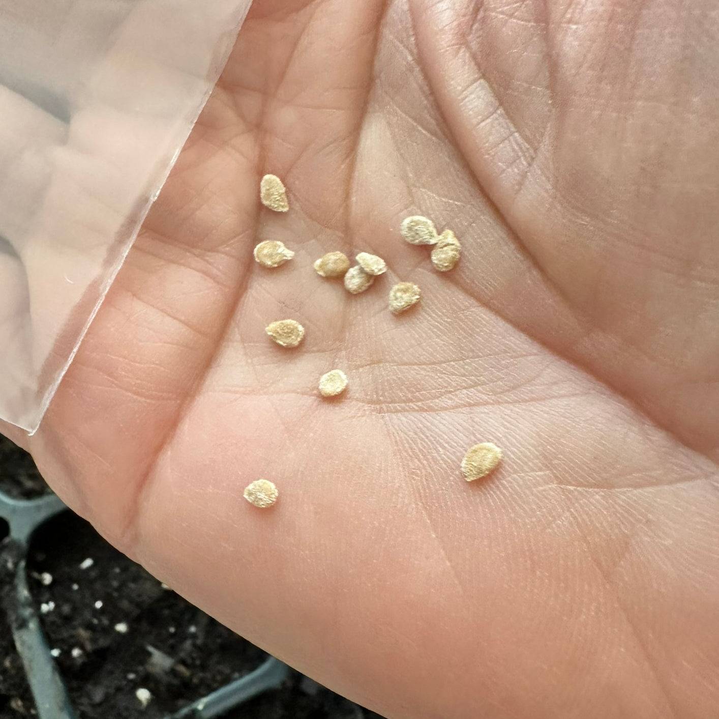 Close-up of Yellow Brandywine tomato seeds in hand, showcasing untreated, open-pollinated heirloom seeds for home gardening.
