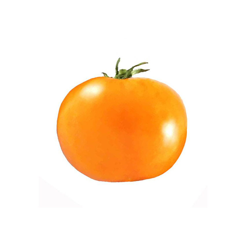 Chef's Choice Orange F1 Tomato, a juicy, sweet hybrid tomato with bright orange skin, ideal for home garden vegetable growing.