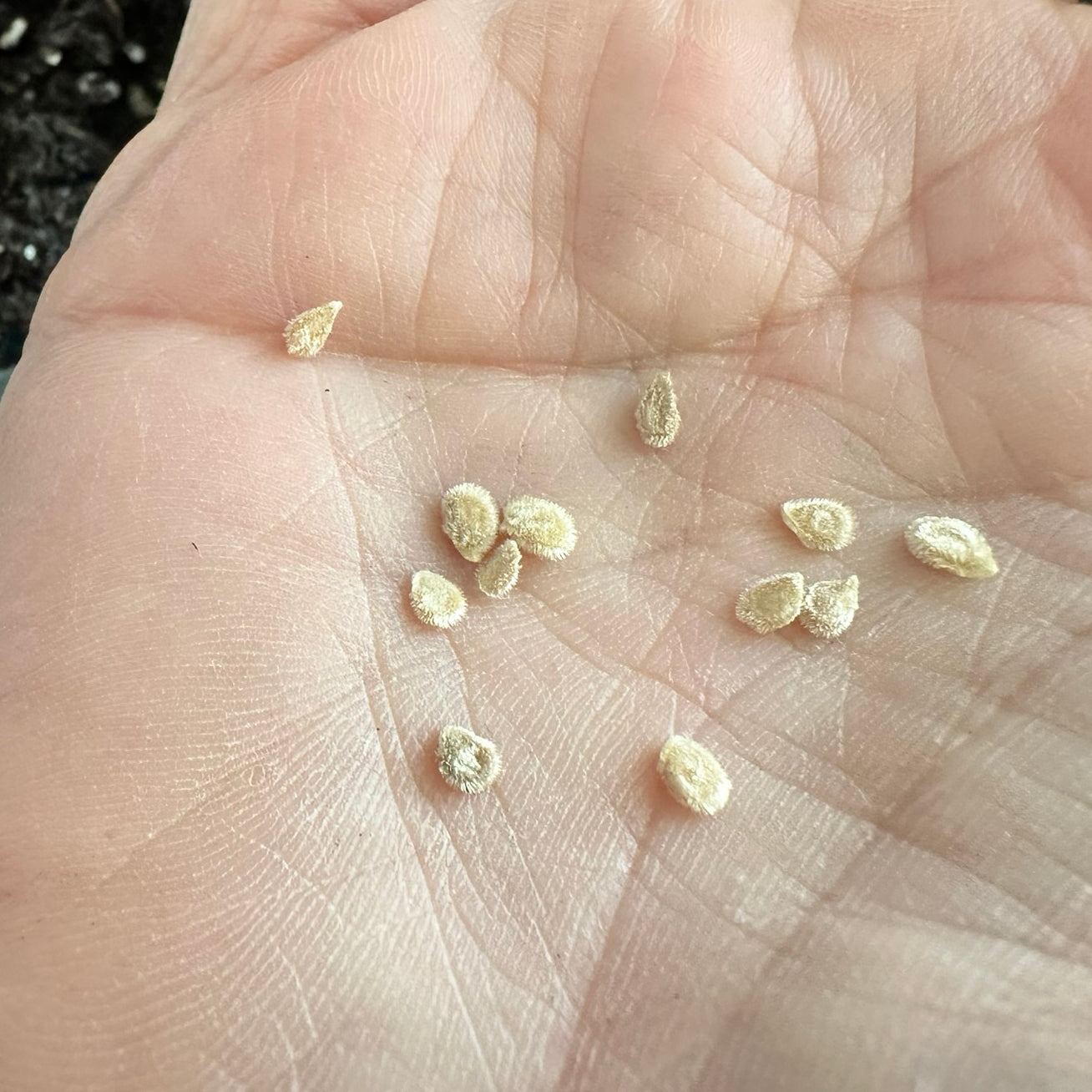 Close-up of Cherokee Purple Tomato Seeds in hand, showcasing untreated, open-pollinated heirloom seeds for home garden planting.