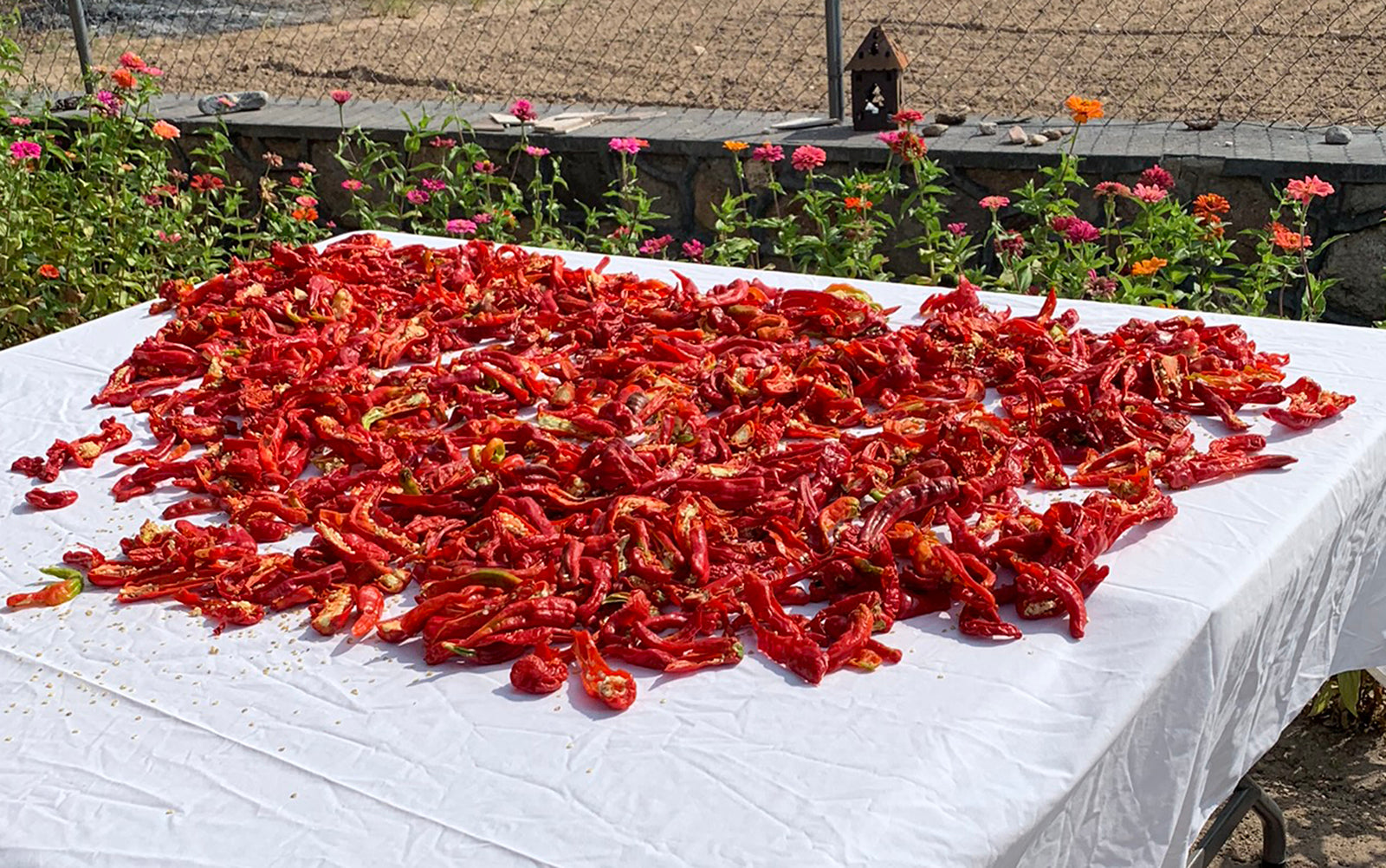 Freshly harvested Chimayo chile peppers drying on a white table outdoors, part of heirloom seed cultivation for medium-heat flavor.