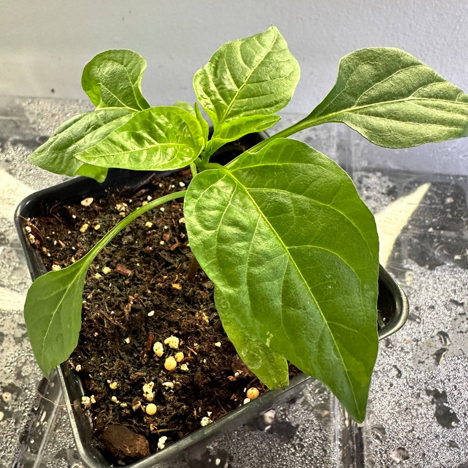 Young Chocolate Beauty Bell Pepper plant sprouting from soil, ideal for home gardens and early-season harvests.