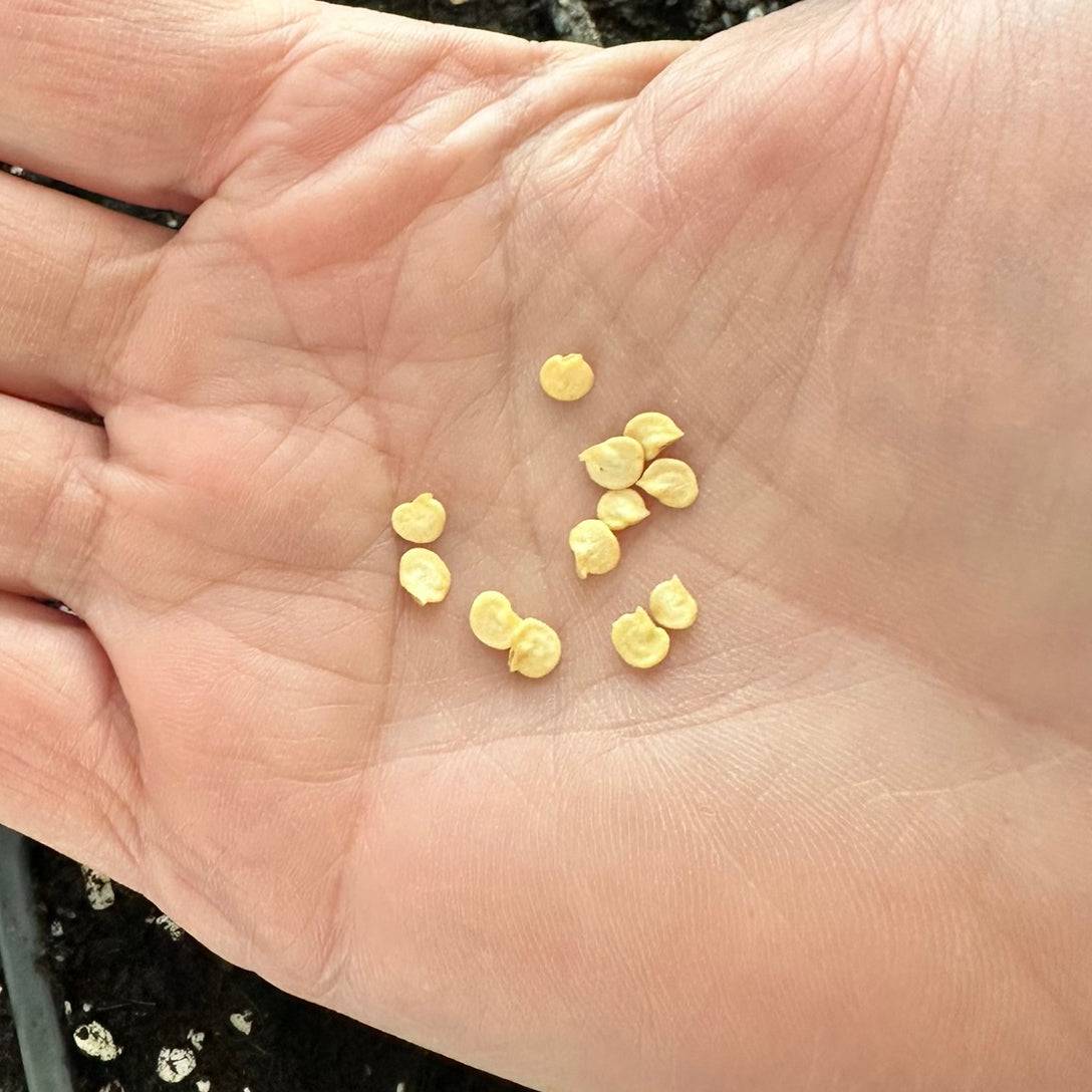 Close-up of Chocolate Beauty Bell Pepper Seeds in hand, showcasing untreated, open-pollinated seeds ready for planting.