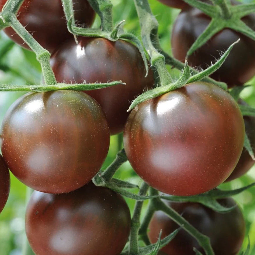 Cluster of ripe Chocolate Cherry tomatoes on the vine, highlighting their glossy dark skin and abundant growth on tall plants.
