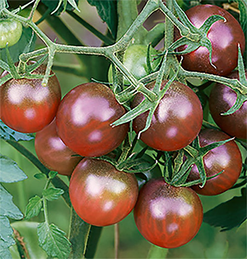 Close-up of Chocolate Cherry heirloom tomatoes growing in clusters, showing their rich color and healthy foliage.