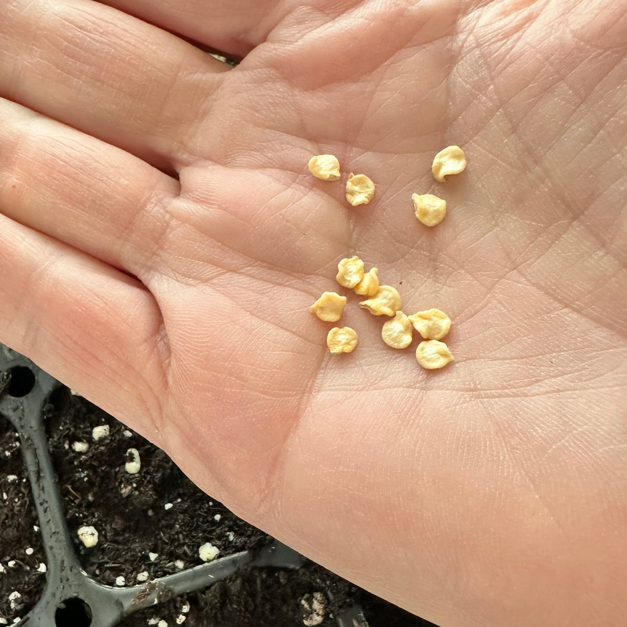 Close-up of hand holding Habanero Chocolate Seeds, ready for planting in home gardens for unique spicy heirloom peppers.