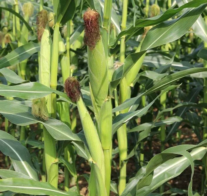 Growing Buttergold Yellow Sweet Corn F1 plants in a garden, showing healthy green stalks and maturing corn ears ready for harvest.