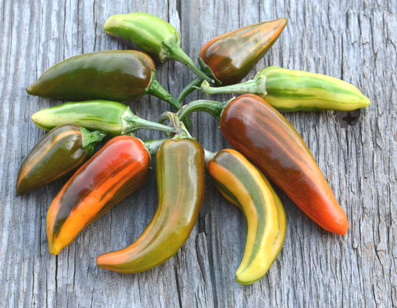 Fish Pepper Seeds