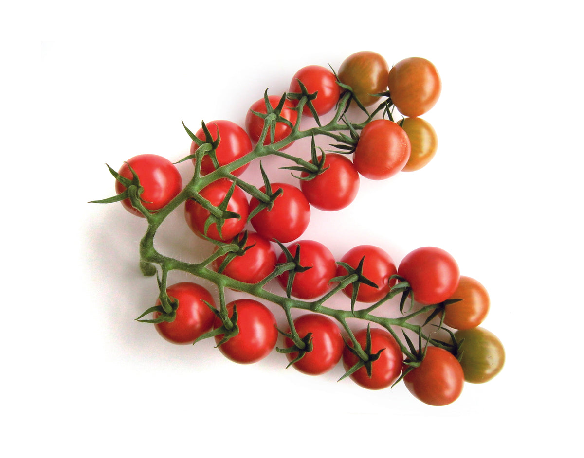 A cluster of Gardener's Delight cherry tomatoes on the vine, including ripe red tomatoes and unripe green and orange tomatoes, isolated on a white background.