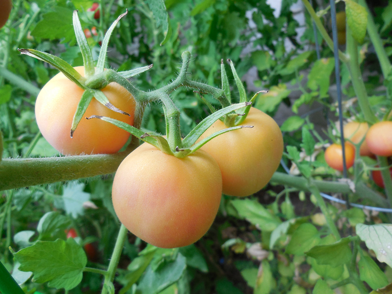 Cluster of Garden Peach tomatoes growing on the vine, displaying their soft yellow hue and peach-like fuzz in a lush garden setting.