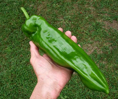 Marconi Giant F1 Pepper Seeds - Smoky-Sweet Flavor - High Yield; hand holding a large green sweet pepper, showcasing its impressive size.