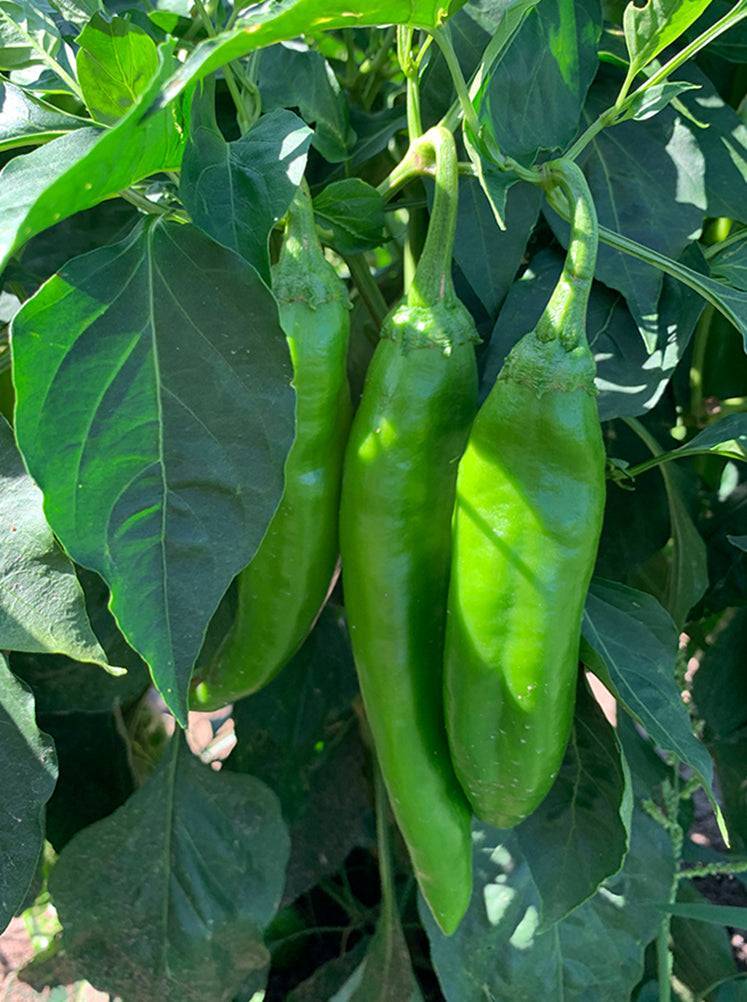 Close-up of Hatch green chile peppers growing on the plant, part of the Green Chile Intro 3 Pack seed collection.