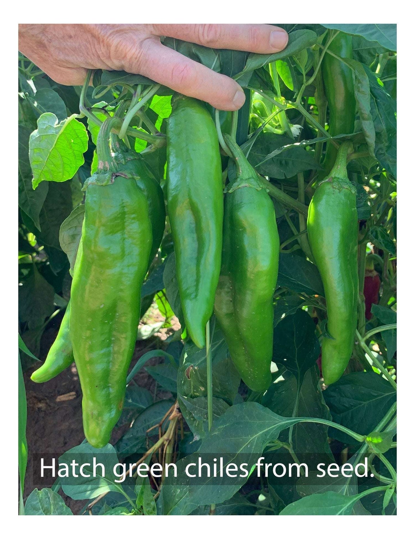 Fresh Hatch green chiles growing on plant, ideal for home gardening from seed. Popular variety in pepper seed assortments.