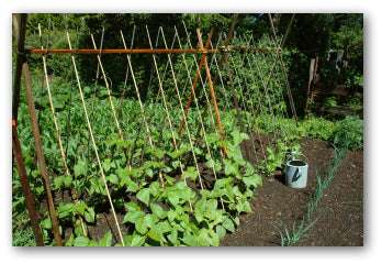 Thriving Kentucky Blue Pole Green Bean plants growing on a trellis in a home garden, demonstrating vertical growth and high yield potential.
